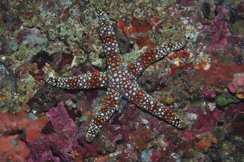 Magic Mountain Dive Site - Australia Shopping 1