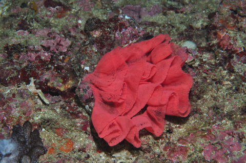 Magic Mountain Dive Site - Australia Shopping 2