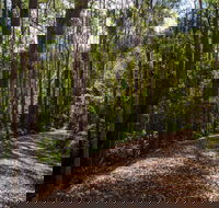Myrtle Scrub Scenic Drive - Accommodation Australia