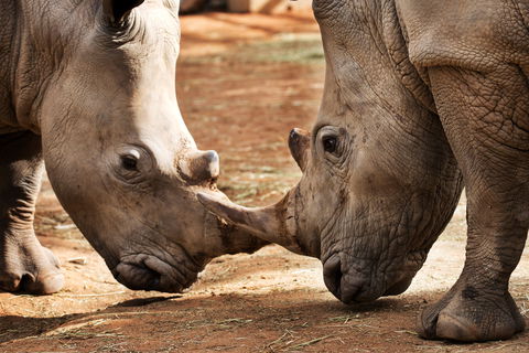 National Zoo & Aquarium - Accommodation Australia 0