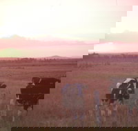 Pyree - Local Tourism