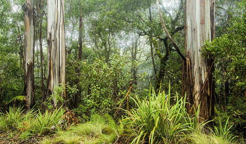 River Walking Track - Accommodation Australia 0