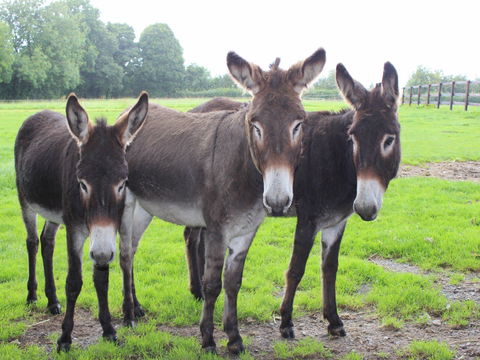The Good Samaritan Donkey Sanctuary - Local Tourism 0