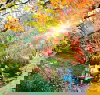 The Blue Mountains Botanic Garden Mount Tomah