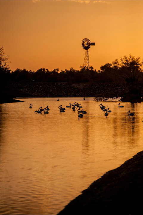 Thomson River, Longreach - Local Tourism 2