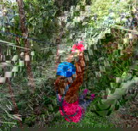 TreeTop Challenge - Sunshine Coast - Local Tourism