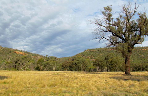 Weddin Mountains National Park - Accommodation Australia 0