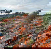 Western Ridge Walk - Accommodation Australia