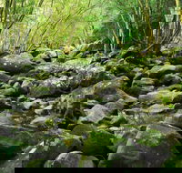 Wodi Wodi Walking Track - Local Tourism