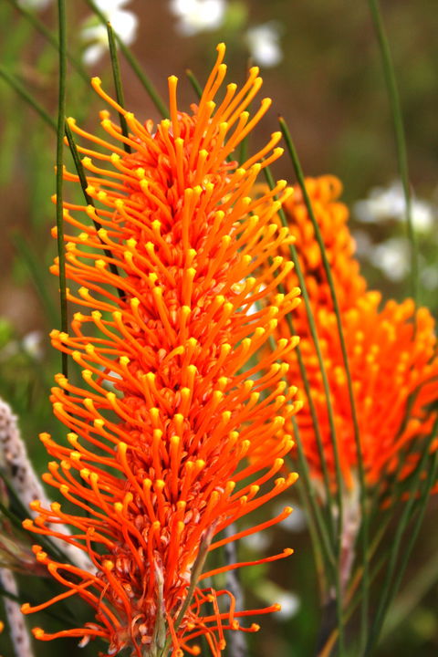 Wongan Hills Wildflowers - Accommodation Australia 0
