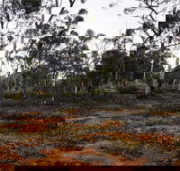 Woylie Walk Dryandra Woodland - Local Tourism