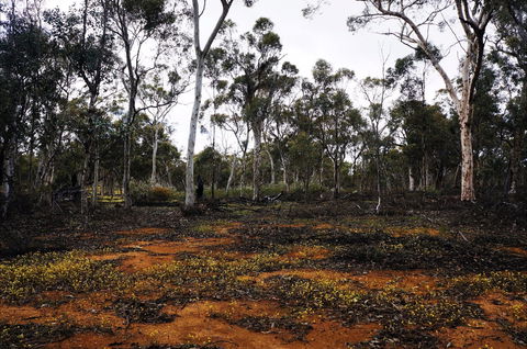 Woylie Walk, Dryandra Woodland - Accommodation Australia 0