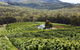 Yarra Valley Cherries - thumb 2