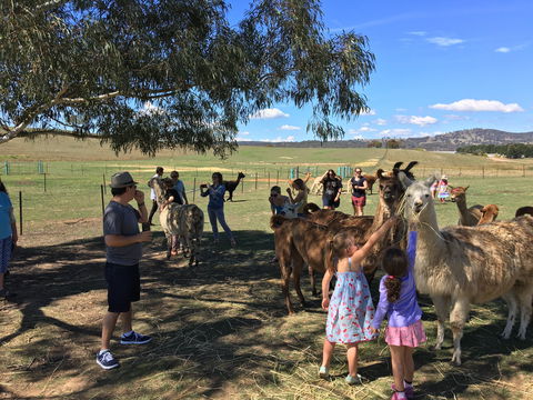 Alpaca Magic Stud - Local Tourism 0