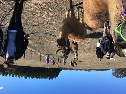 Alpaca Magic Stud - Local Tourism 1