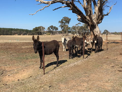 Alpaca Magic Stud - Local Tourism 2