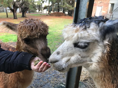 Alpaca Farm Experience At Crookwell - Accommodation Australia 0