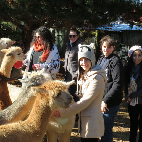 Alpaca Farm Experience At Crookwell - Accommodation Australia 2