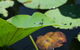 Anderson Park Botanic Gardens - thumb 1