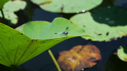 Anderson Park Botanic Gardens - Accommodation Australia 1