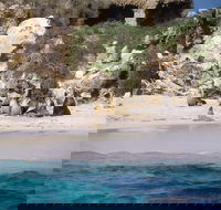 Australian Sea Lions - Local Tourism