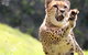 Billabong Zoo: Koala And Wildlife Park - thumb 0