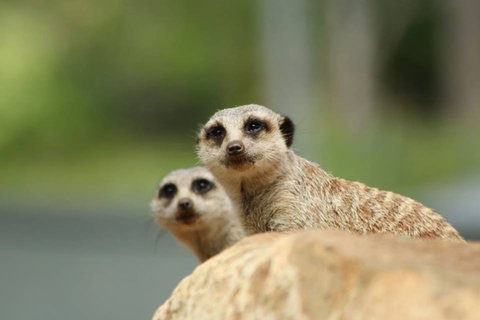 Billabong Zoo: Koala And Wildlife Park - Accommodation Australia 1