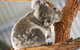 Billabong Zoo: Koala And Wildlife Park - thumb 2