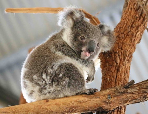 Billabong Zoo: Koala And Wildlife Park - Accommodation Australia 2