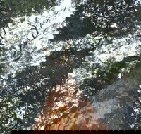 Bird Tree and Benaroon