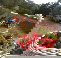Blue Hills Berries and Cherries - Local Tourism
