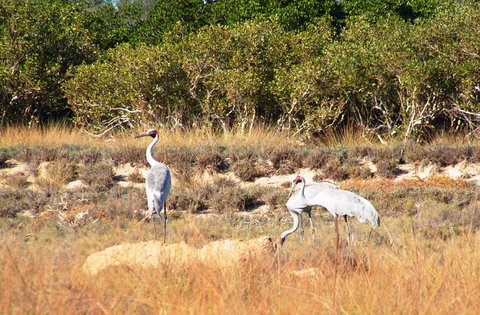 Cape Keraudren Nature Reserve - Local Tourism 0
