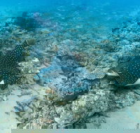 Child Island Dive Site - Local Tourism
