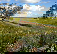 Coorow Wildflower Drive - Local Tourism