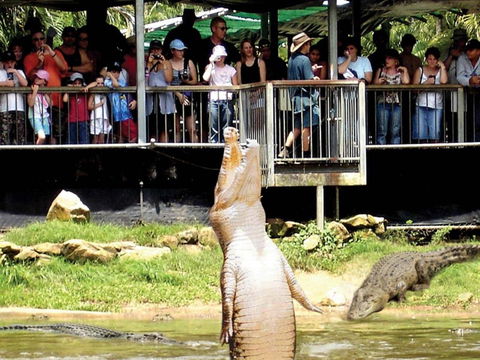 Crocodylus Park And Zoo - Accommodation Australia 0