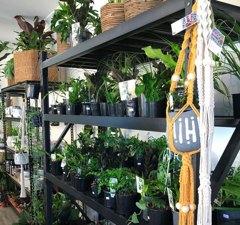 Fancy Plants - Accommodation Australia 0