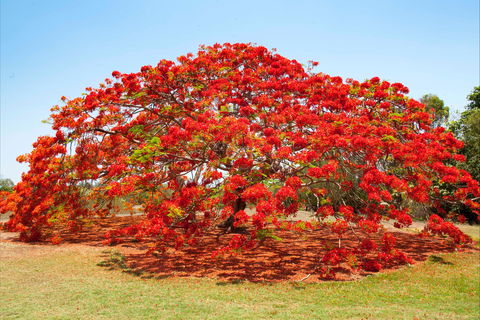 George Brown Darwin Botanic Gardens - Accommodation Australia 2