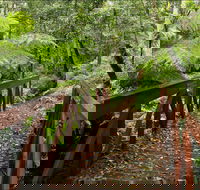 Goodenia Rainforest Walking Track - Accommodation Australia