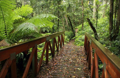 Goodenia Rainforest Walking Track - Accommodation Australia 0