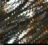 Hazelbrook - Local Tourism