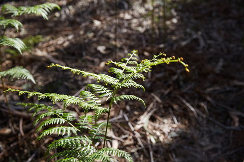 Langwarrin Flora And Fauna Reserve Walking Trails - Local Tourism 0