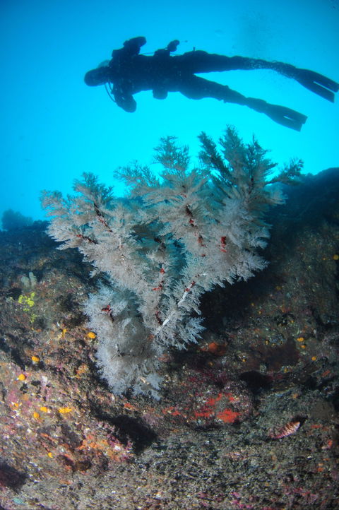 Middle Reef Dive Site - Local Tourism 1