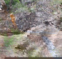 Mill-bullah Walking Track - Local Tourism