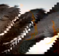 Outback Camel Festival Trail - Australia Shopping