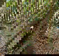 Palm Forest Walking Track - Local Tourism