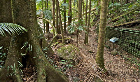 Palm Forest Walking Track - Local Tourism 0