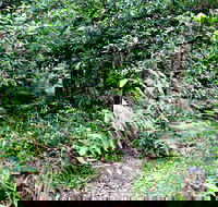 Seaforth Oval to Natural Bridge Track - Accommodation Australia
