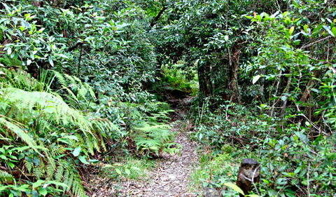 Seaforth Oval To Natural Bridge Track - Accommodation Australia 0