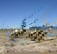 Sturt's tree walk - Accommodation Australia
