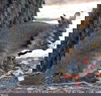 Wirrimbirra Sanctuary - Australia Shopping